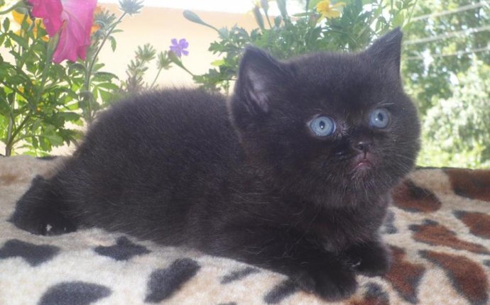 Noblesse oblige Британские короткошерстные кошки