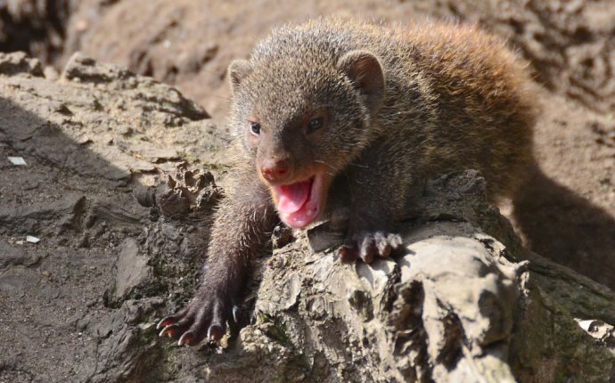 Удивительные родственные связи в мире животных - ZooPicture.ru