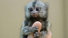 5. Самая маленькая обезьяна. 5. Самая маленькая обезьяна. животные, интересное, самые маленькие животные