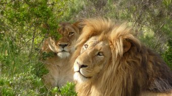 afrika-zhivotnye-savanny 5 Африка, Животные Африки, Животные Саванны, фотографии животных Африки, доклад для детей
