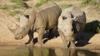 afrika-zhivotnye-savanny 7 Африка, Животные Африки, Животные Саванны, фотографии животных Африки, доклад для детей