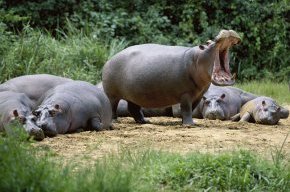 Самые большие животные планеты - гиппопотам Бегемот (Hippopotamus amphibius), фото фотография картинка