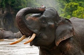 Самые большие животные планеты Индийский слон (Elephas maximum), фото картинка животные