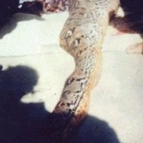1296403462541snakehumaneater1