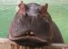 Фотографии Гиппопотама