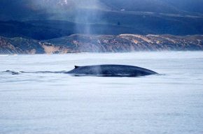 Самые большие животные планеты Синий, или голубой кит (Balaenoptera musculus), фото животные фотография